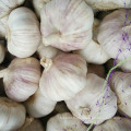 Fresh Fresh Crop Red Garlic De Shandong